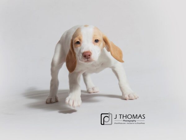 Beagle DOG Female 18417 Petland Topeka, Kansas