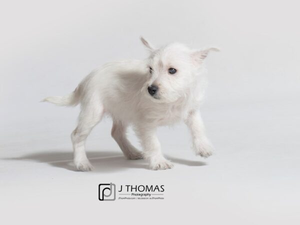 West Highland White Terrier-DOG-Female-White-18404-Petland Topeka, Kansas