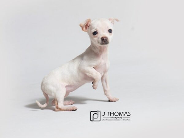 Chihuahua-DOG-Female-Cream-18408-Petland Topeka, Kansas