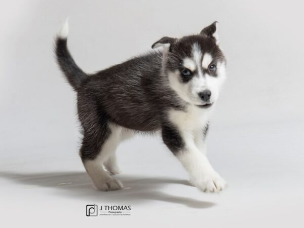 Siberian Husky DOG Female Black / White 18403 Petland Topeka, Kansas