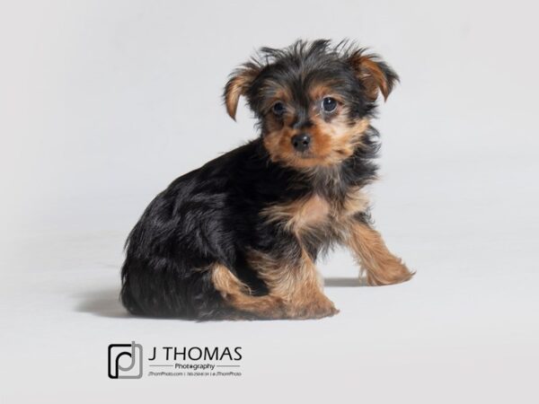 Yorkshire Terrier DOG Female Black / Tan 18405 Petland Topeka, Kansas