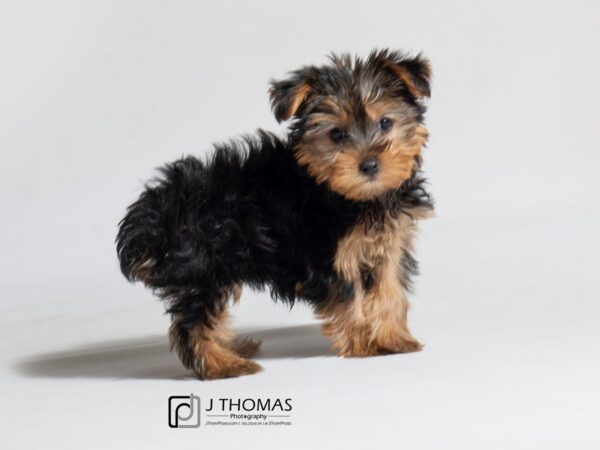 Yorkshire Terrier DOG Male Black / Tan 18406 Petland Topeka, Kansas