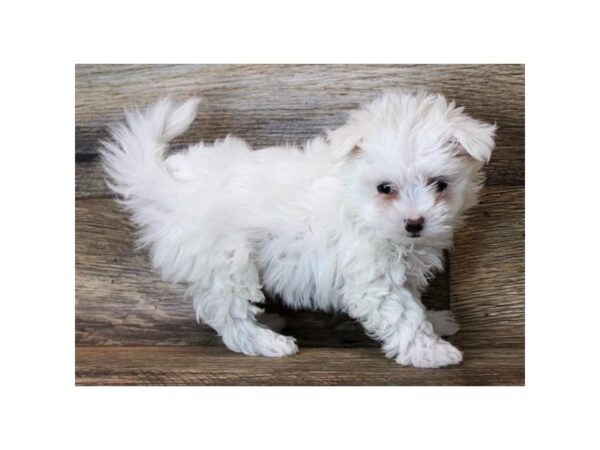 Maltese DOG Female White 18425 Petland Topeka, Kansas