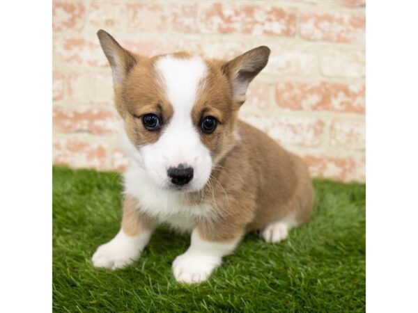 Pembroke Welsh Corgi DOG Female Red Sable 18432 Petland Topeka, Kansas