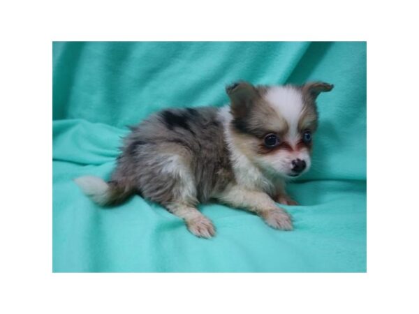 Toy Australian Shepherd/American Eskimo DOG Female Blue Merle 18437 Petland Topeka, Kansas