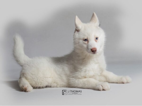 Siberian Husky DOG Female White 18443 Petland Topeka, Kansas