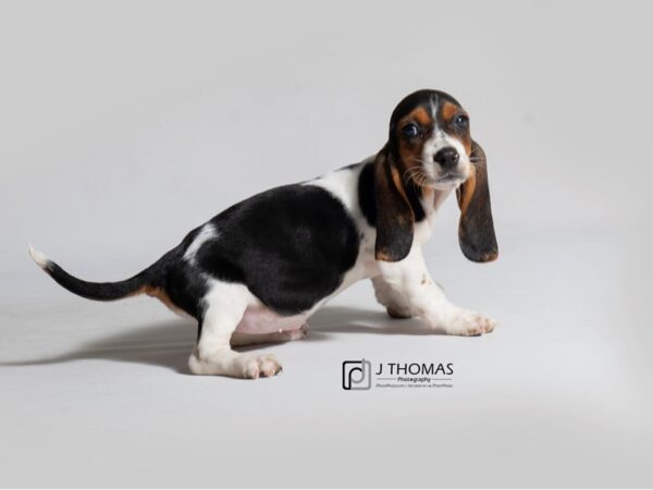 Basset Hound DOG Female 18442 Petland Topeka, Kansas