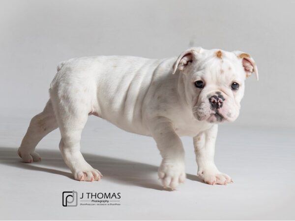 English Bulldog DOG Female 18441 Petland Topeka, Kansas