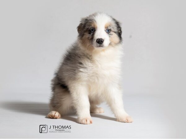 Australian Shepherd (Standard) DOG Female 18440 Petland Topeka, Kansas