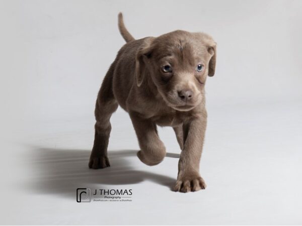 Labrador Retriever DOG Female 18439 Petland Topeka, Kansas