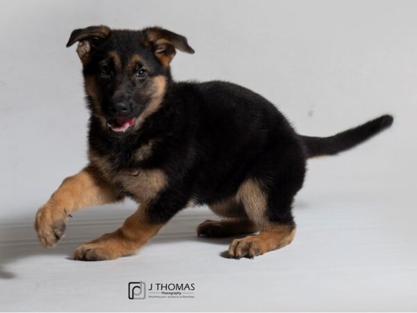 German Shepherd Dog DOG Female Black / Tan 18436 Petland Topeka, Kansas