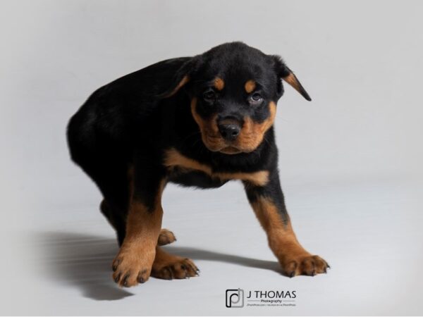 Rottweiler DOG Female Black / Rust 18433 Petland Topeka, Kansas