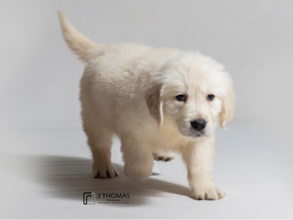 Golden Retriever DOG Female Light Golden 18431 Petland Topeka, Kansas