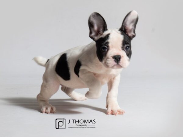 French Bulldog DOG Female Black 18430 Petland Topeka, Kansas