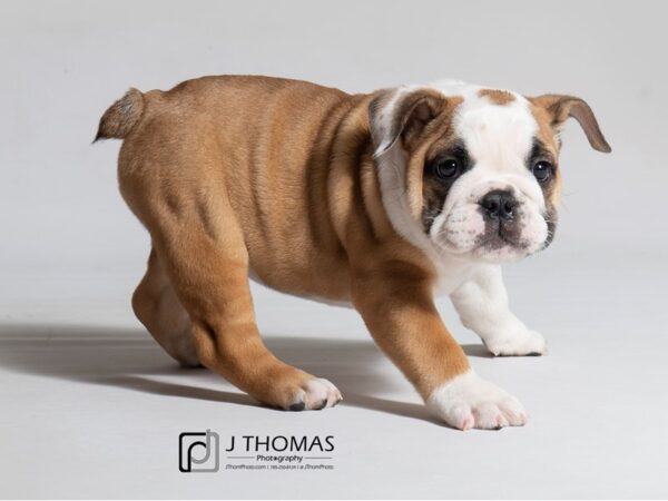 Bulldog-DOG-Female-Red-18428-Petland Topeka, Kansas