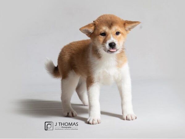 Shiba Inu DOG Female Red Sesame / White 18427 Petland Topeka, Kansas