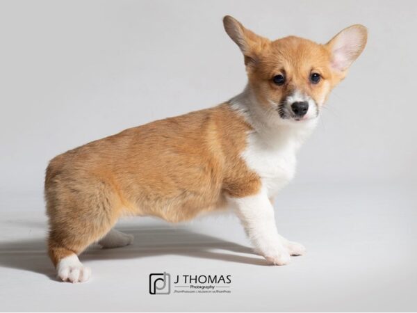 Pembroke Welsh Corgi DOG Female Sable / White 18426 Petland Topeka, Kansas