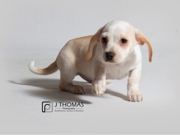 Puggle/Dachshund DOG Male White and Tan 18423 Petland Topeka, Kansas