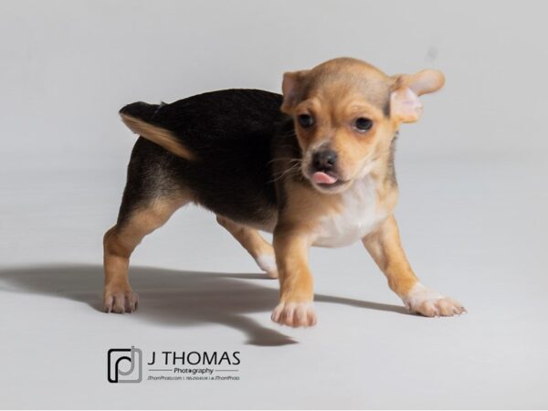 Puggle/Dachshund DOG Female Black and Tan 18422 Petland Topeka, Kansas