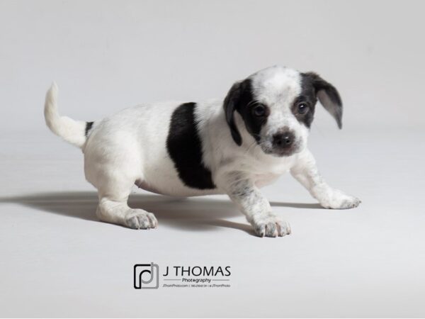 Puggle/Dachshund-DOG-Female-Black and White-18421-Petland Topeka, Kansas