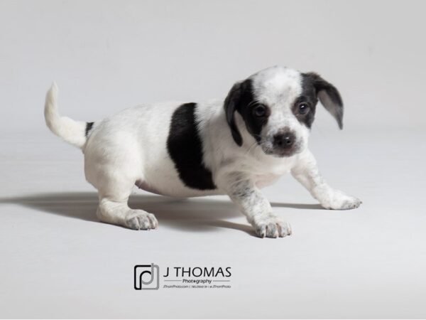 Puggle/Dachshund DOG Female Black and White 18421 Petland Topeka, Kansas