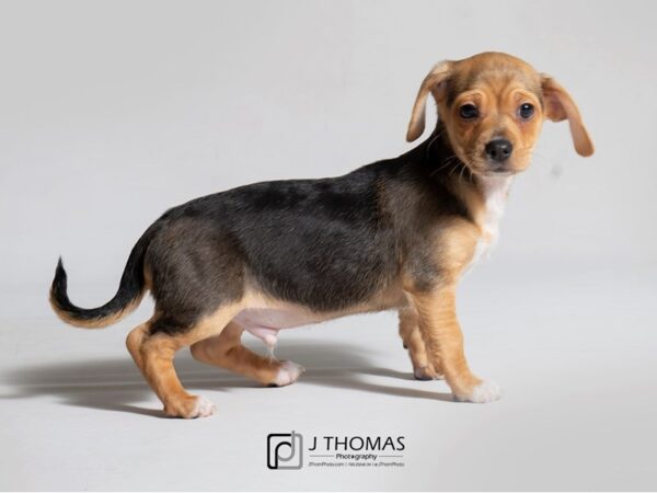 Puggle/Dachshund DOG Male Black, Tan and White 18420 Petland Topeka, Kansas