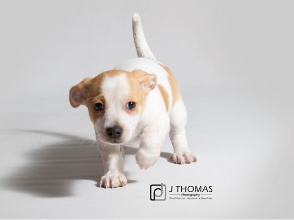 Puggle/Dachshund DOG Male White and Tan 18419 Petland Topeka, Kansas