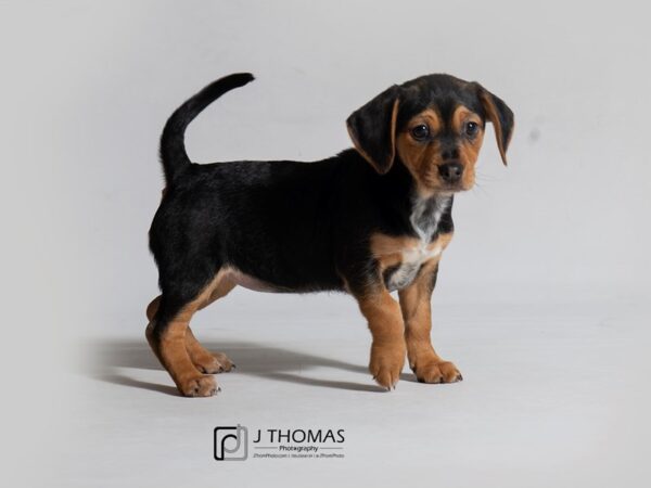 Puggle/Dachshund DOG Female Black and Tan 18418 Petland Topeka, Kansas