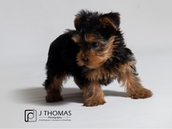 Yorkshire Terrier DOG Female Black / Tan 18434 Petland Topeka, Kansas