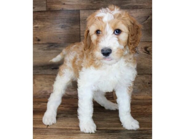 Goldendoodle DOG Female Red 18446 Petland Topeka, Kansas