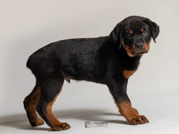 Rottweiler-DOG-Male-Black / Rust-18463-Petland Topeka, Kansas