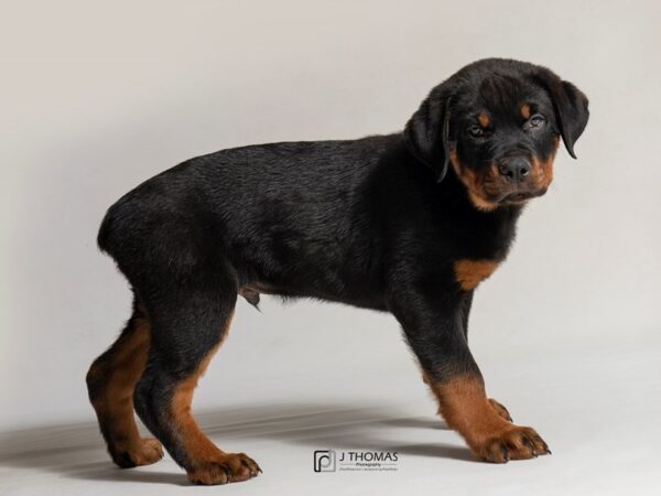 Rottweiler DOG Male Black / Rust 18463 Petland Topeka, Kansas