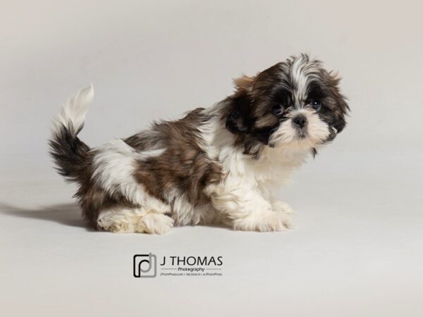 Shih Tzu-DOG-Male-Brindle / White-18459-Petland Topeka, Kansas