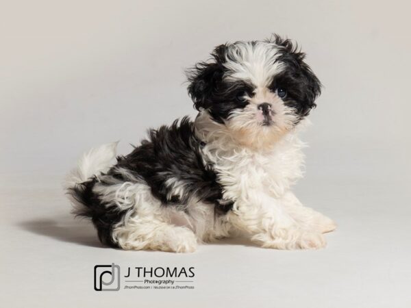 Shih Tzu DOG Female Black / White 18458 Petland Topeka, Kansas