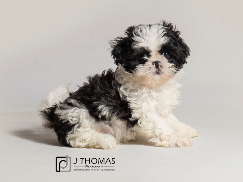 Shih Tzu-DOG-Female-Black / White-3006076-Petland Topeka, Kansas