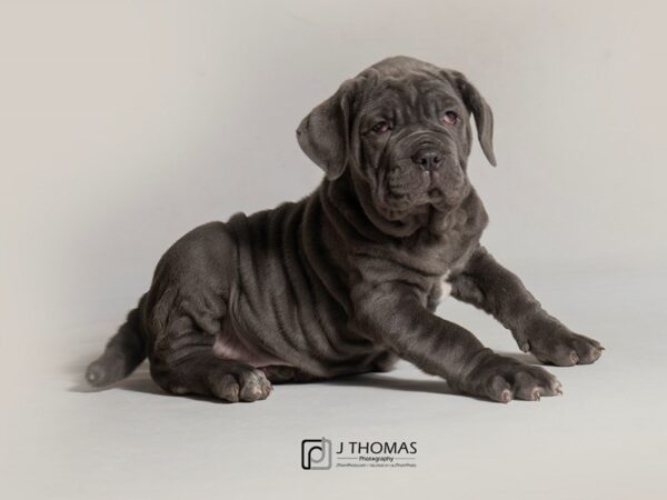 Neapolitan Mastiff DOG Female Blue 18456 Petland Topeka, Kansas