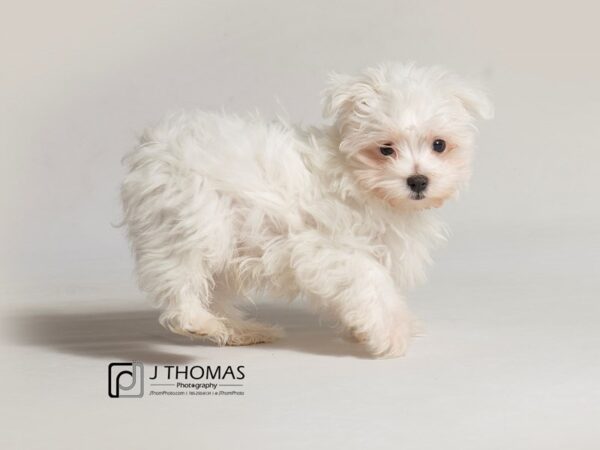 Maltese-DOG-Male-White-18455-Petland Topeka, Kansas