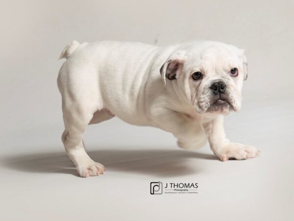 English Bulldog DOG Male White 18454 Petland Topeka, Kansas