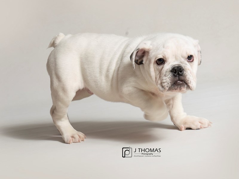 English Bulldog-DOG-Male-White-2980102-Petland Topeka, Kansas