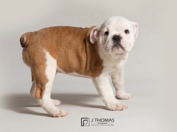 English Bulldog DOG Male Red 18453 Petland Topeka, Kansas