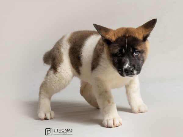 Akita DOG Female Fawn 18451 Petland Topeka, Kansas