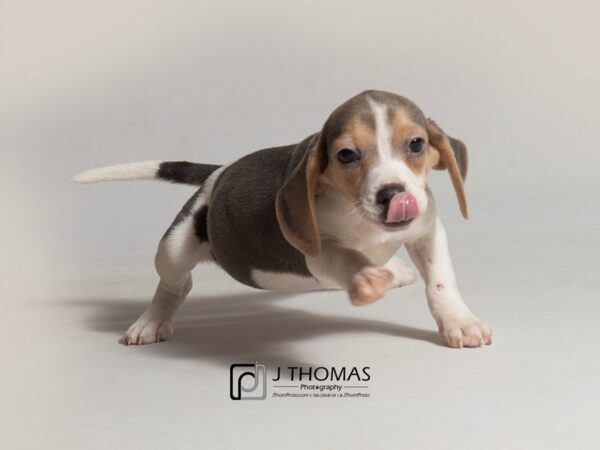 Beagle DOG Male 18450 Petland Topeka, Kansas