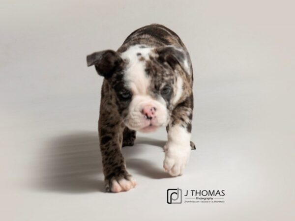 Victorian Bulldog DOG Female 18449 Petland Topeka, Kansas