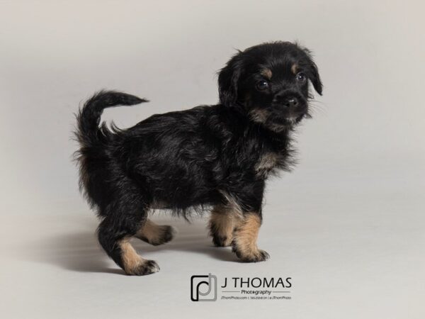 Havanese DOG Female 18448 Petland Topeka, Kansas