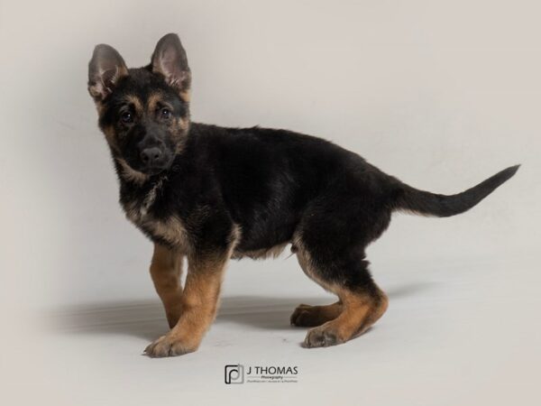 German Shepherd Dog DOG Male Black / Tan 18447 Petland Topeka, Kansas