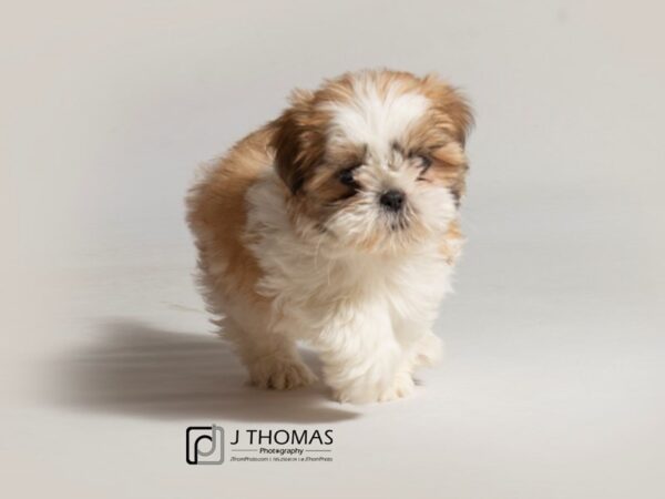 Shih Tzu-DOG-Female-Gold / White-18445-Petland Topeka, Kansas