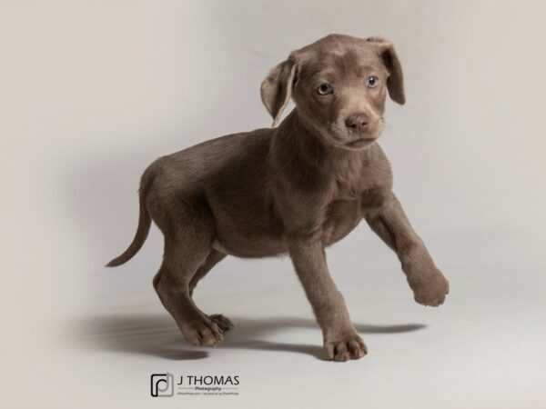 Labrador Retriever DOG Female 18438 Petland Topeka, Kansas