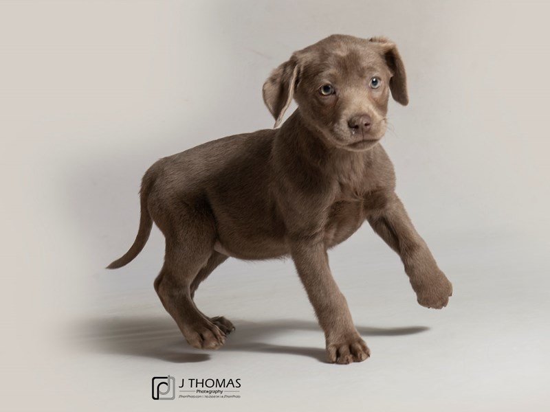 Labrador Retriever-DOG-Female--2998798-Petland Topeka, Kansas