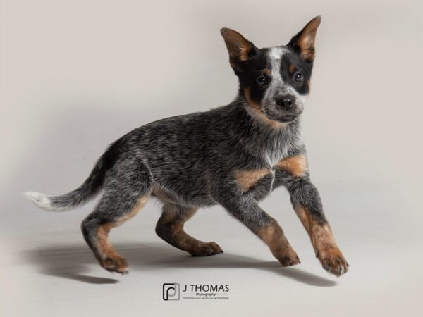 Heeler DOG Female Blue Merle 18435 Petland Topeka, Kansas