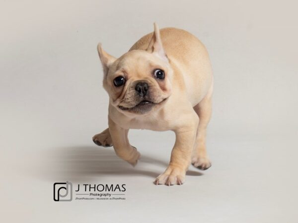 French Bulldog DOG Female Cream 18424 Petland Topeka, Kansas